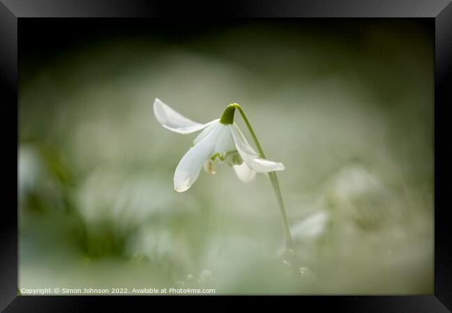 snowdrop flower Framed Print by Simon Johnson