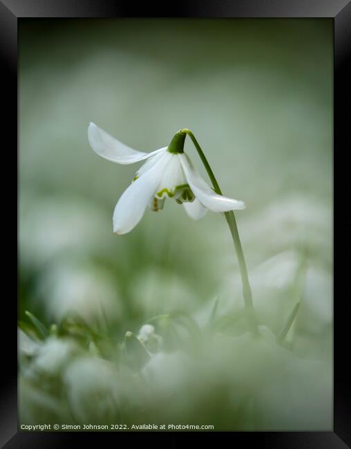 Snowdrop  flower Framed Print by Simon Johnson