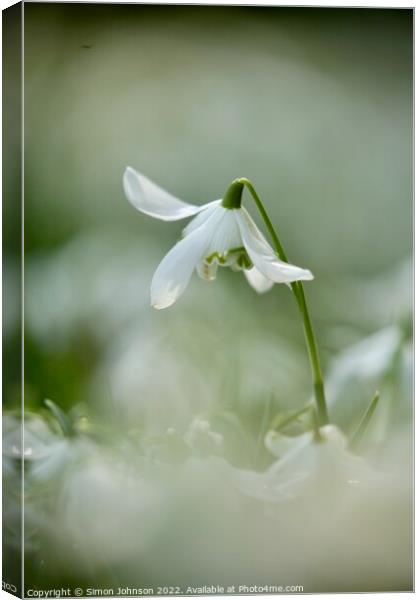 Snowdrop  flower Canvas Print by Simon Johnson
