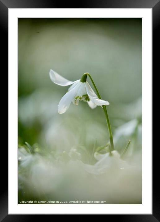 Snowdrop  flower Framed Mounted Print by Simon Johnson