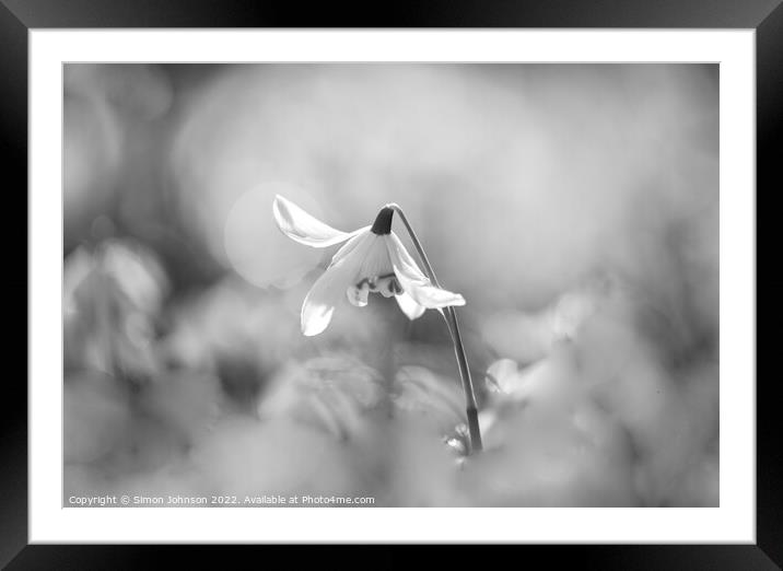 Snowdrop flower Framed Mounted Print by Simon Johnson
