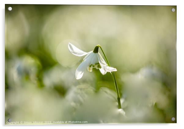 Snowdrop  flower Acrylic by Simon Johnson