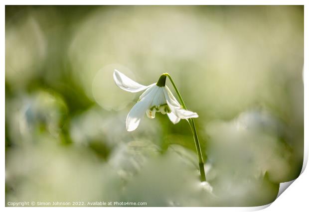 Snowdrop  flower Print by Simon Johnson