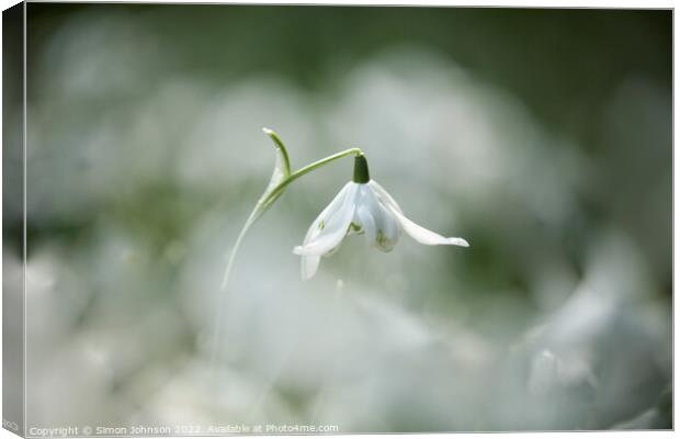 SNOWDROP flower Canvas Print by Simon Johnson