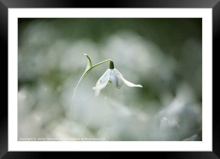 SNOWDROP flower Framed Mounted Print by Simon Johnson