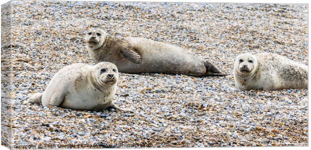 Seals at Blakeney Point Canvas Print by Keith Douglas