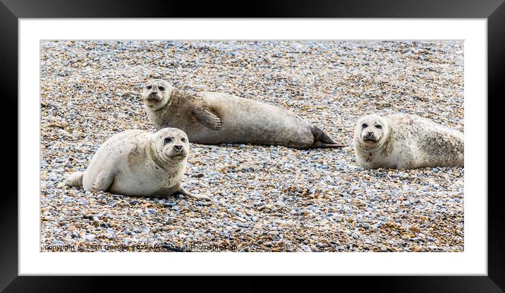 Seals at Blakeney Point Framed Mounted Print by Keith Douglas