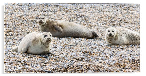 Seals at Blakeney Point Acrylic by Keith Douglas