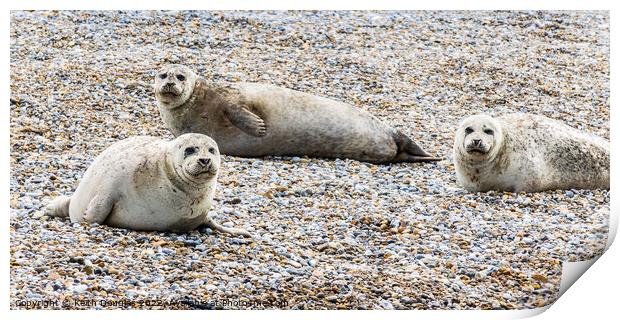 Seals at Blakeney Point Print by Keith Douglas