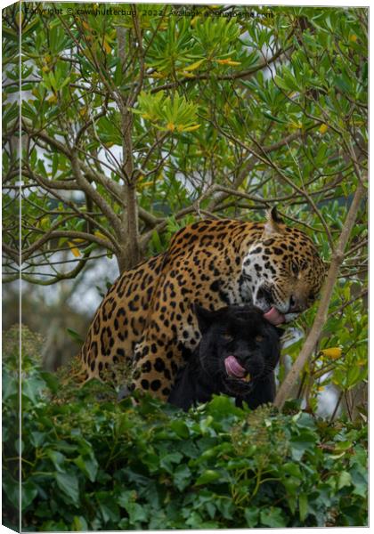 Jaguars In Love Canvas Print by rawshutterbug 