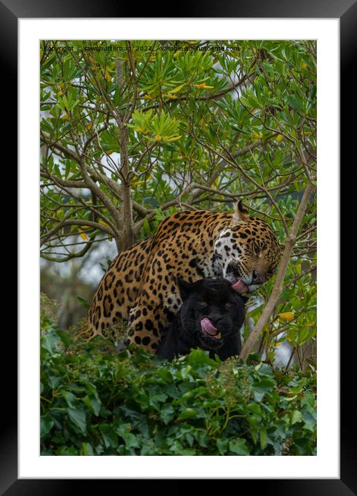 Jaguars In Love Framed Mounted Print by rawshutterbug 