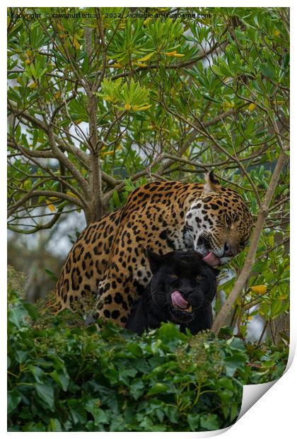 Jaguars In Love Print by rawshutterbug 
