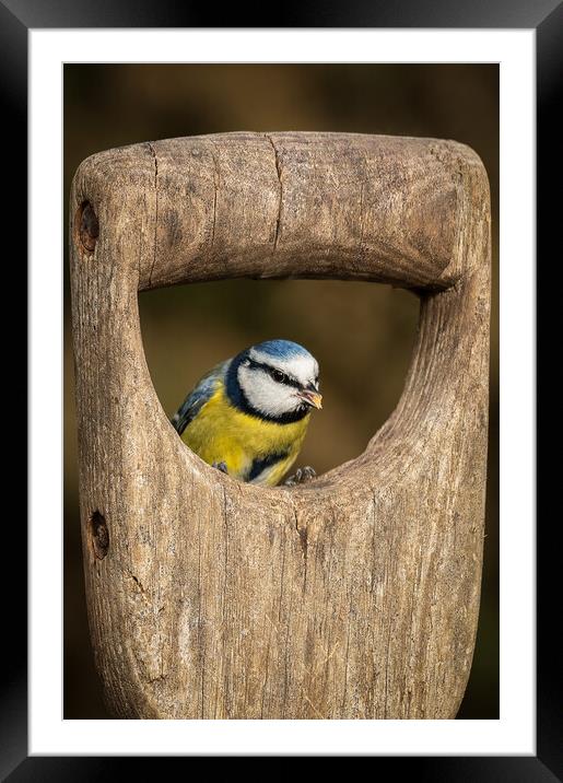 blue tit Framed Mounted Print by Alan Tunnicliffe
