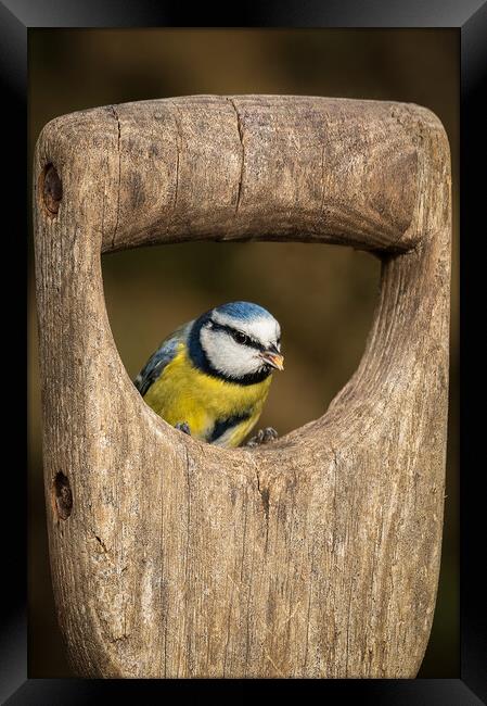 blue tit Framed Print by Alan Tunnicliffe