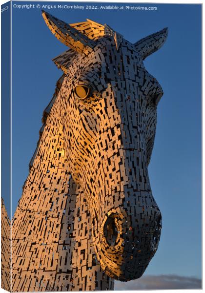 Kelpie head at golden hour Canvas Print by Angus McComiskey