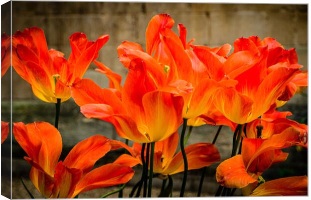 Orange Tulips Canvas Print by Gerry Walden LRPS