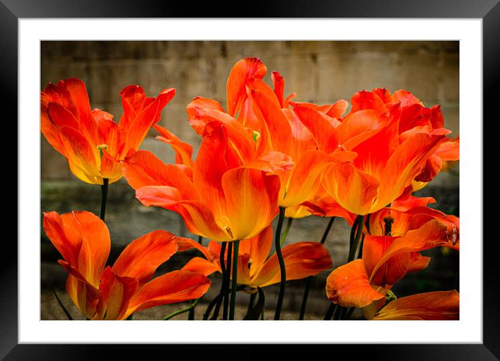 Orange Tulips Framed Mounted Print by Gerry Walden LRPS