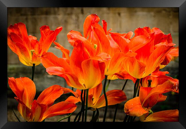 Orange Tulips Framed Print by Gerry Walden LRPS