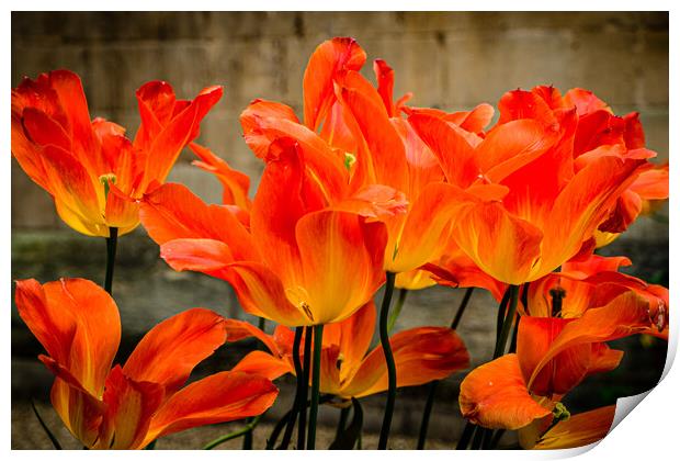 Orange Tulips Print by Gerry Walden LRPS