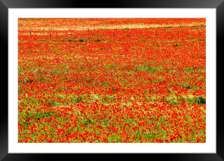 Poppy fields Framed Mounted Print by Gerry Walden LRPS