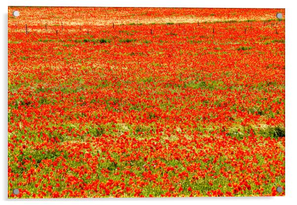 Poppy fields Acrylic by Gerry Walden LRPS