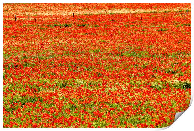 Poppy fields Print by Gerry Walden LRPS