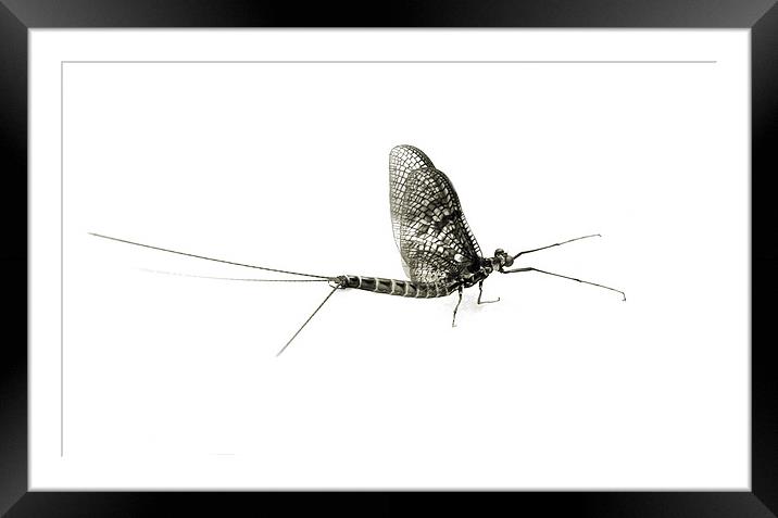 mayfly moment 2 Framed Mounted Print by Heather Newton