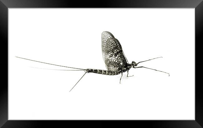 mayfly moment 2 Framed Print by Heather Newton