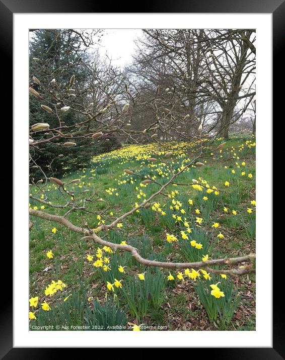 Daffodils - Hampstead Heath. Framed Mounted Print by Alix Forestier
