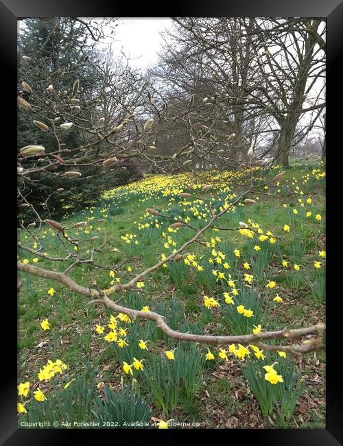 Daffodils - Hampstead Heath. Framed Print by Alix Forestier