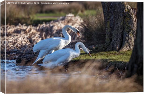 Two mute swans attempting climbing river bank Canvas Print by Kevin White