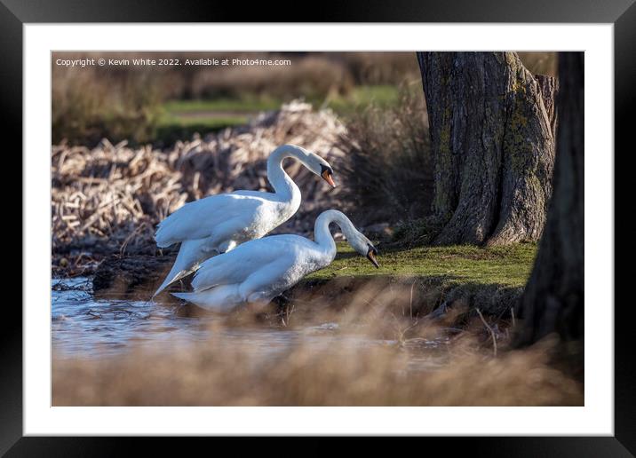 Two mute swans attempting climbing river bank Framed Mounted Print by Kevin White