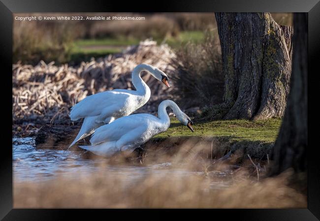 Two mute swans attempting climbing river bank Framed Print by Kevin White