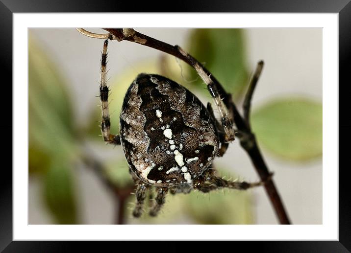Garden Spider Framed Mounted Print by Raymond Partlett