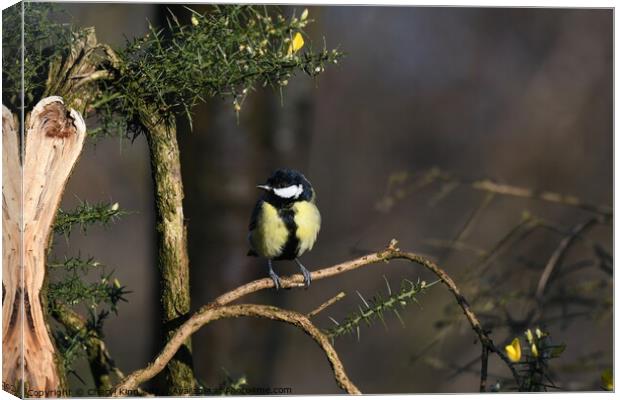 Great Tit on a branch Canvas Print by Cheryl King
