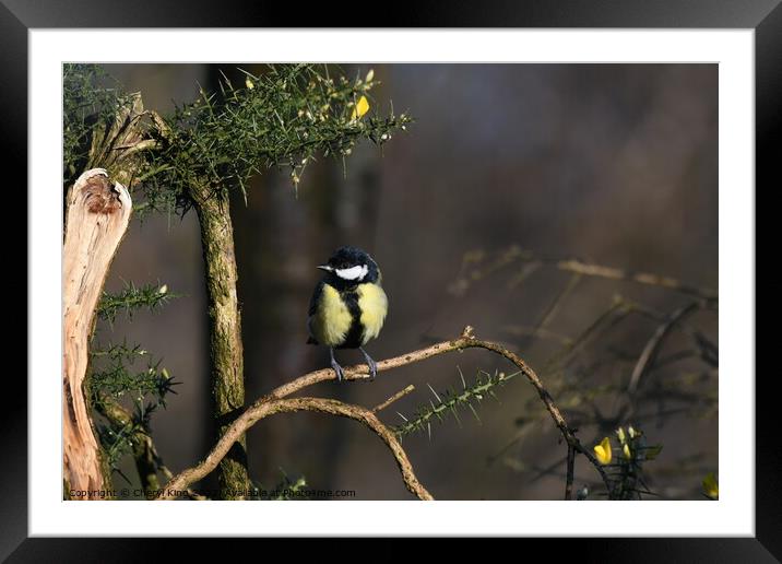 Great Tit on a branch Framed Mounted Print by Cheryl King