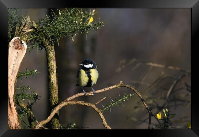 Great Tit on a branch Framed Print by Cheryl King