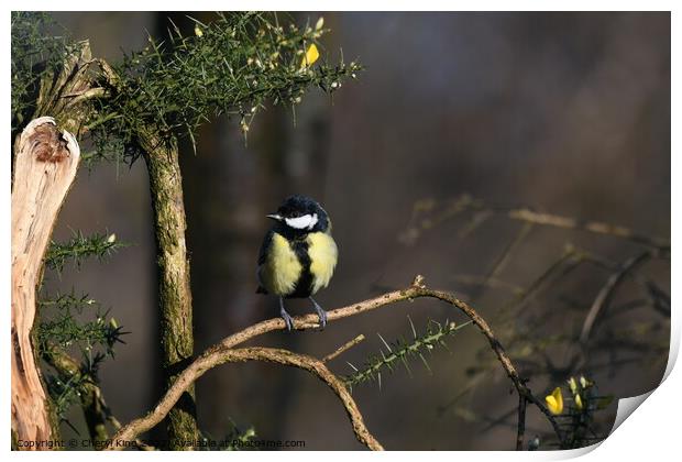 Great Tit on a branch Print by Cheryl King