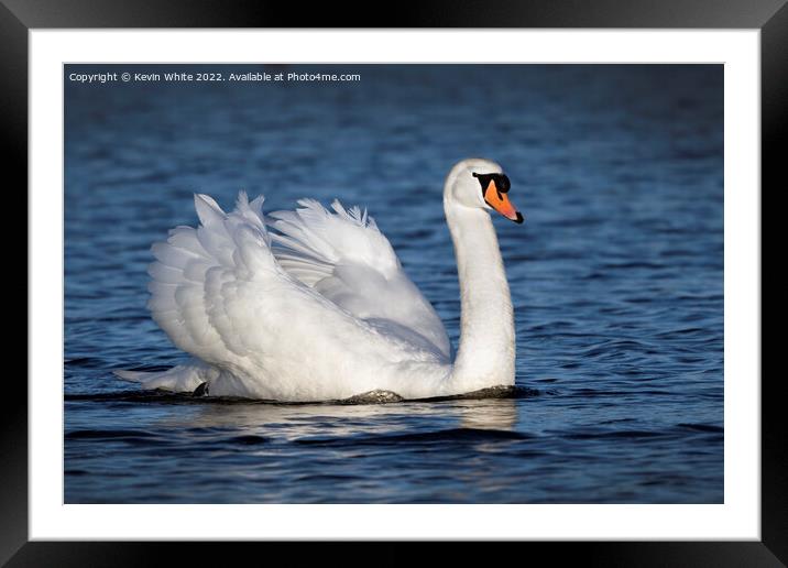 Swan of beauty Framed Mounted Print by Kevin White