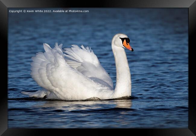 Swan of beauty Framed Print by Kevin White