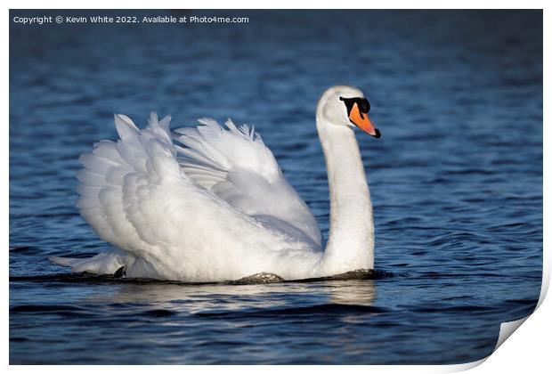 Swan of beauty Print by Kevin White