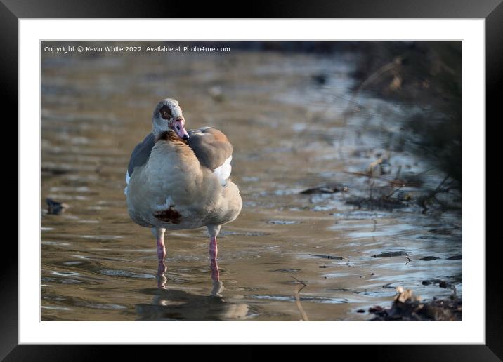 Just wading around Framed Mounted Print by Kevin White