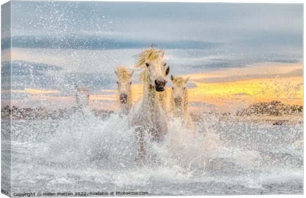 Camargue Wild White Horses in the Sea Pastel  Canvas Print by Helkoryo Photography
