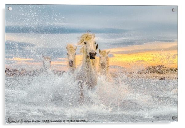 Camargue Wild White Horses in the Sea Pastel  Acrylic by Helkoryo Photography