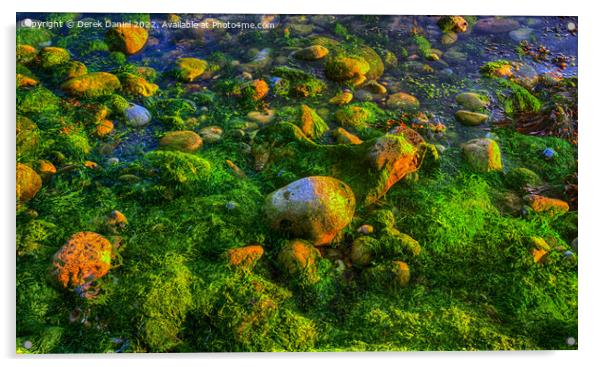 Algae covered rocks at Osmington Mills, Dorset Acrylic by Derek Daniel