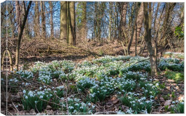 Woodland Snowdrops Canvas Print by Richard Laidler