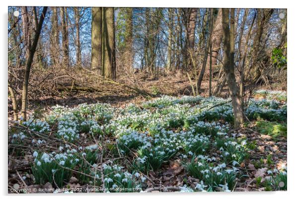 Woodland Snowdrops Acrylic by Richard Laidler