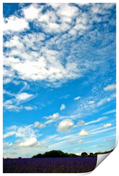 Lavender Field Summer Flowers Cotswolds England Print by Andy Evans Photos