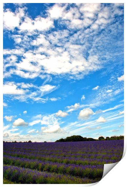 Lavender Field Summer Flowers Cotswolds England Print by Andy Evans Photos