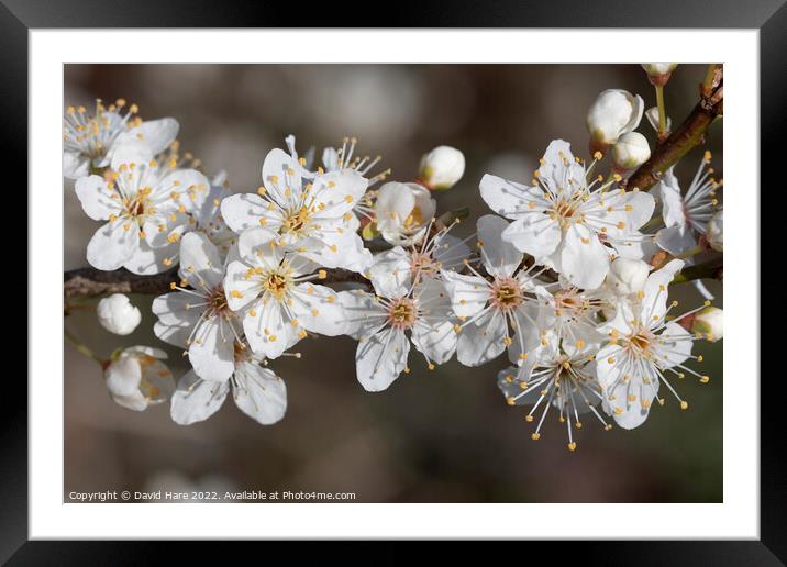 Spring Blossom Framed Mounted Print by David Hare